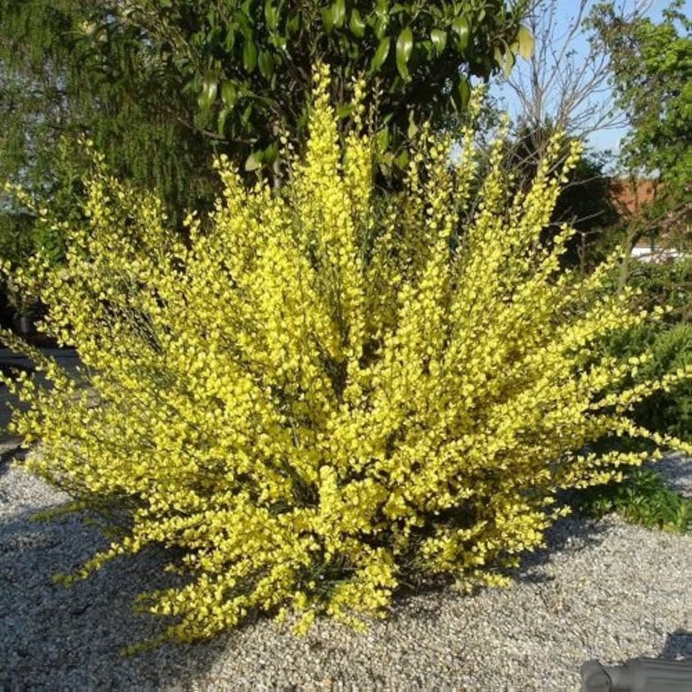Image of Cytisus praecox shrub in garden setting