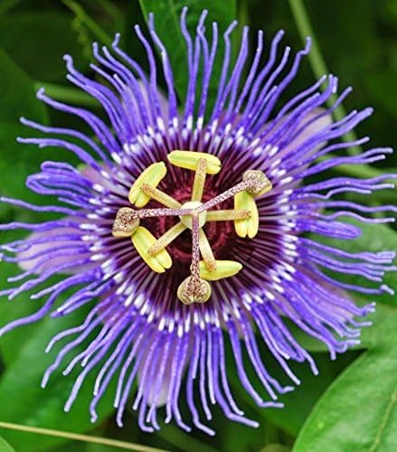 Patpert Agrotech Passiflora Sherry/Krushna Kamal Plant Live Plant (Blue)(1 Healthy Live Plant On Poly bag)