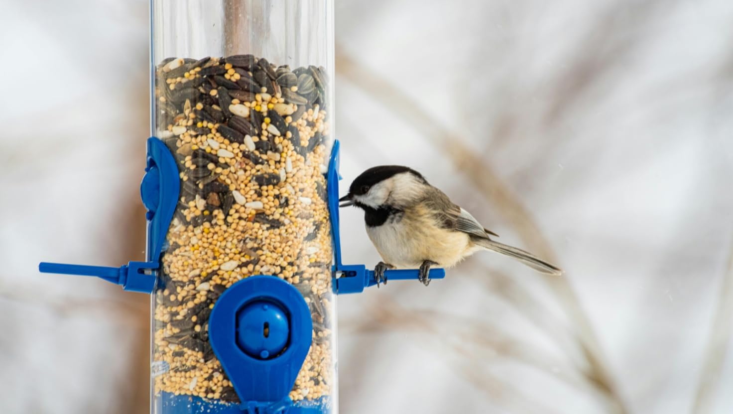 BROWNIE Brand White Proso Millet Bird Feed for Bird Feeder | Premium Wild Bird Food for Sparrows, Finches, and Doves | High-Energy, Non-GMO, All-Season Feed for Feeders (10 Pound)