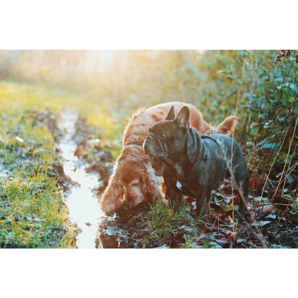 Edgard & Cooper Nourriture végétale pour chien Carotte - Courgettes 1 kg