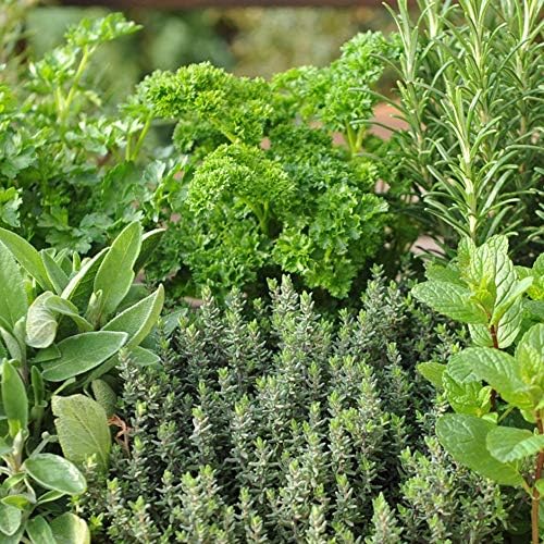 Pack of 6 Mixed Herb Garden Plug Plants Amazon.co.uk Garden