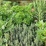 Pack of 6 Mixed Herb Garden Plug Plants