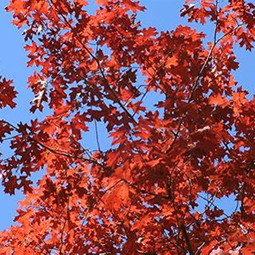 Chuxay Garden 5 Seeds Quercus Rubra,Red Oak,American Red Oak,Northern Red Oak, Quercus Borealis Fast-Growing Deciduous Tree Striking Landscaping Plant Spectacular Display #TOP2