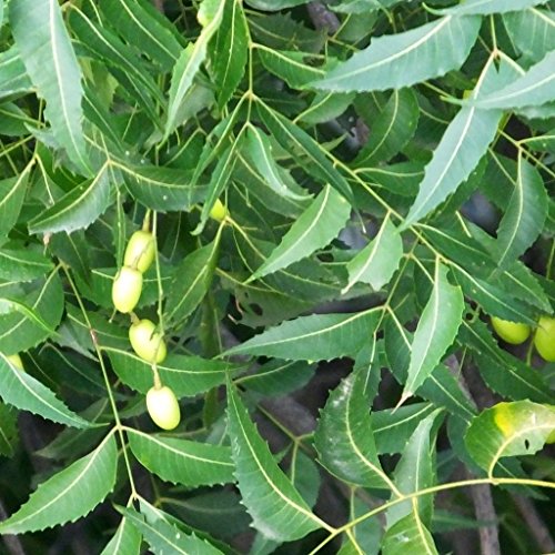 Neem Tree Seeds (Azadirachta Indica) 3+ Medicinal Tree Seeds in FROZEN SEED CAPSULES for The Gardener & Rare Seeds Collector - Plant Seeds Now or Save Seeds for Many Years