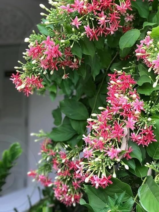 Rangoon Creeper Live Plant, Madhu Malati, Double Petal, Highly Fragrant Climbing Flower Vine-image-9