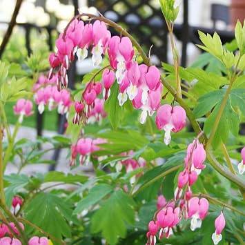 Pink Bleeding Hearts