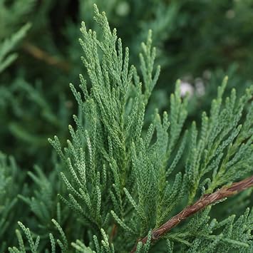Italian Cypress Tree | 1 Large 4 Inch Pot | Cupressus Sempervirens | Formal Elegant Mediterranean Style Plants