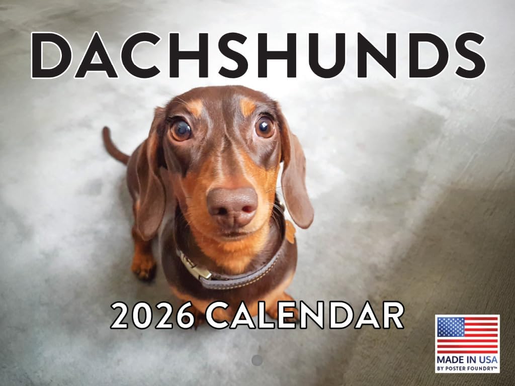 Dachshund Calendar 2026 Wall Monthly Dachshunds Gifts For Dachshund Lovers Women Men Mom Dad | American Made In The USA : Office Products