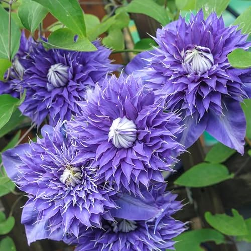 Blue Clematis Double Flower Plant