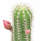 Echinopsis Huascha Red Torch Cactus - Live Succulent Plant, 2 Inch Pot, Columnar Cactus with Red Blooms, Easy to Care Indoor Outdoor Plant for Home Office Desk, Patio or Garden Decor