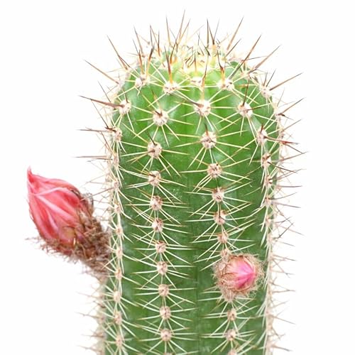 Echinopsis Huascha Red Torch Cactus 2 Inch Grower Pot (2