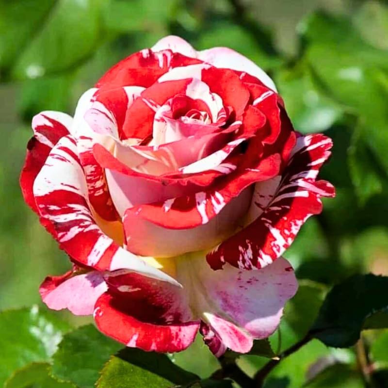 Miniatura 2 de Mini rosa roja y rosa, rosa en miniatura en maceta de 3 pulgadas, planta con flores para interiores y exteriores, rosa viva compacta para regalos y