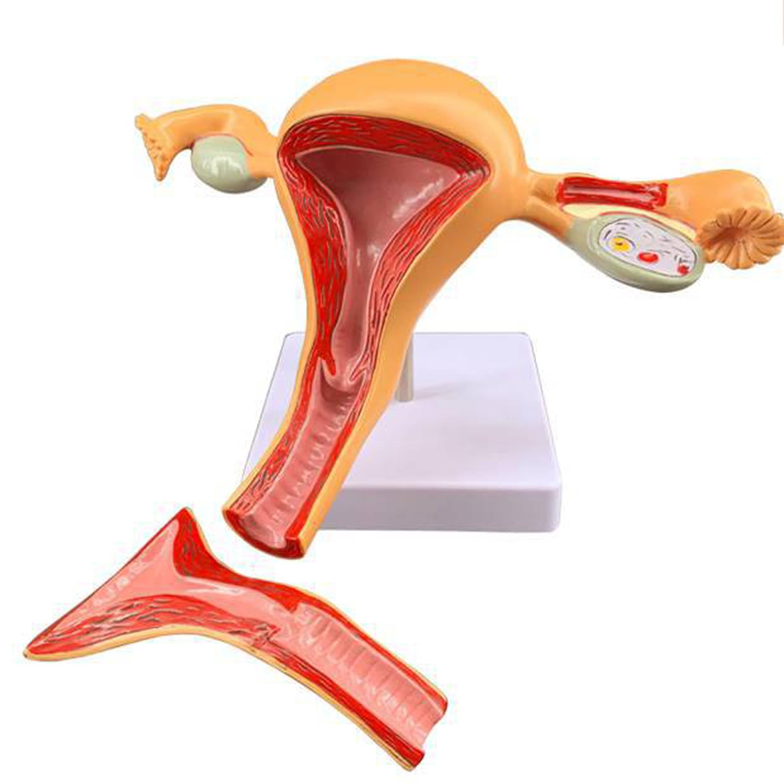 Adtzpc Uterus and Ovary Model, Female Reproductive Organ Model Human Uterus Anatomical Model with Removable Design, Human Life Size for School Teaching Demonstration