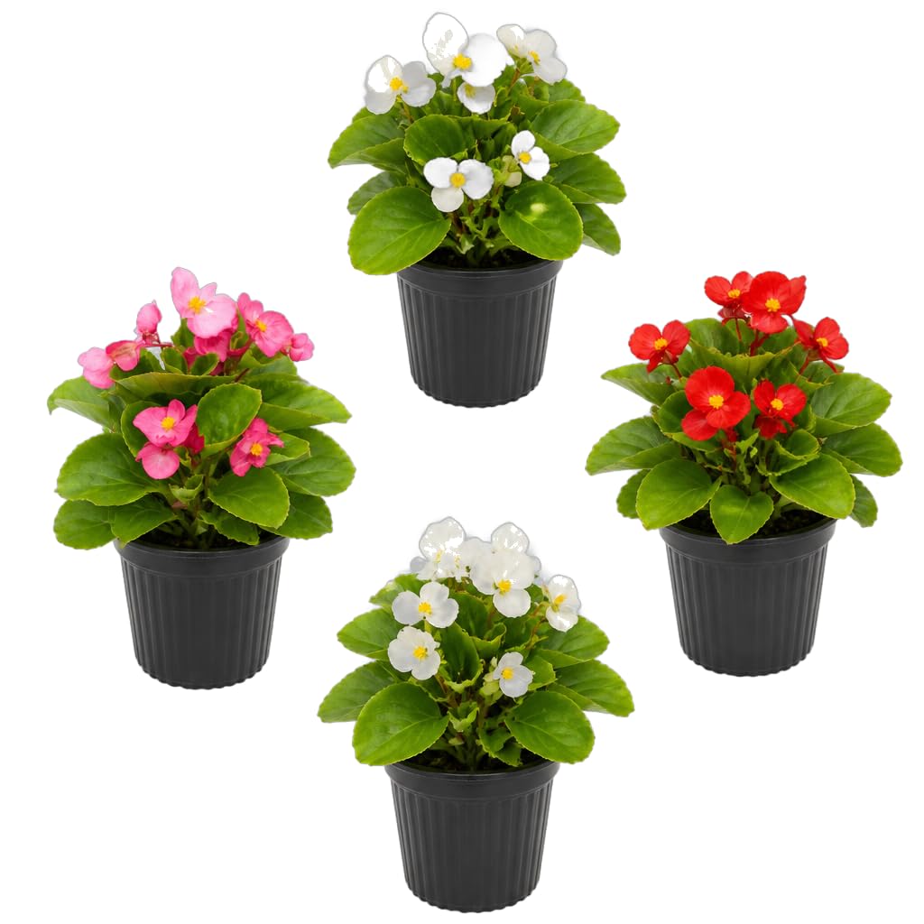 Begonia Semperflorens Begonia de Cera | Pack 4 Flores DECOALIVE, Ø 10 cm, Altura 15-20 cm