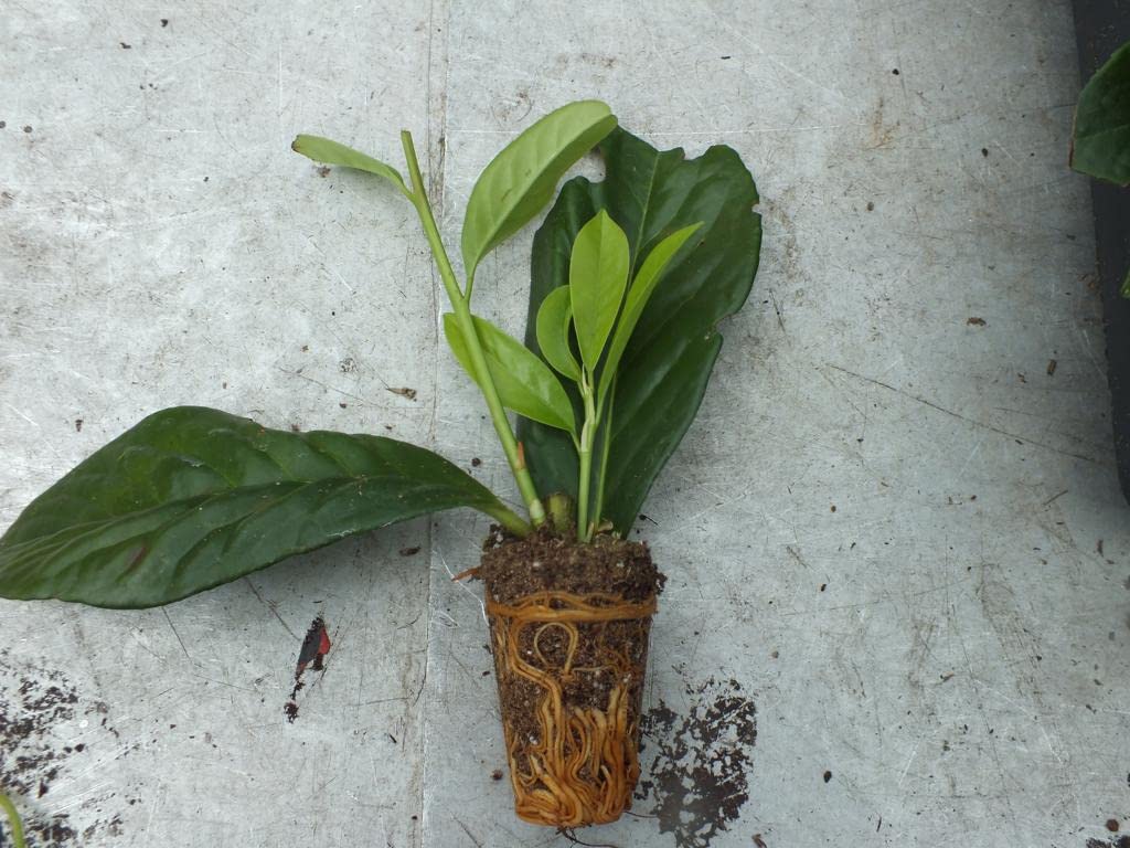100 Stck Kirschlorbeer 'Novita' 15-20 cm - Prunus laurocerasus 'Novita' -  Jungpflanzen : Amazon.de: Garten