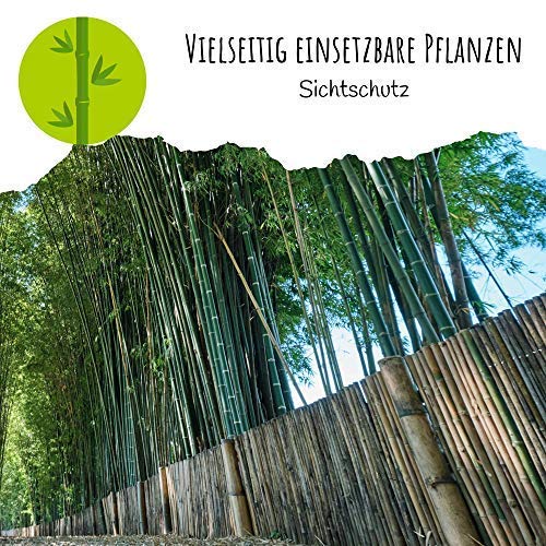 Bambus Samen mit hoher Keimrate - Bambussamen schnellwachsend & winterhart  ideal als dekorativer Sichtschutz (Kalkuttabambus) : Amazon.de: Garten