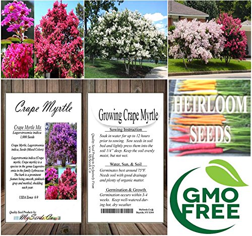 Big Pack - (1,000) Crape Myrtle Mix, Lagerstroemia Indica Tree Seeds - By Myseeds.co (Big Pack - Crape Myrtle) #TOP6