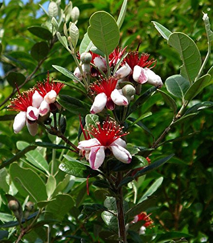 9EzTropical - Pineapple Guava - Feijoa sellowiana - 1 Feet Tall - Ship in 1 Gal Pot