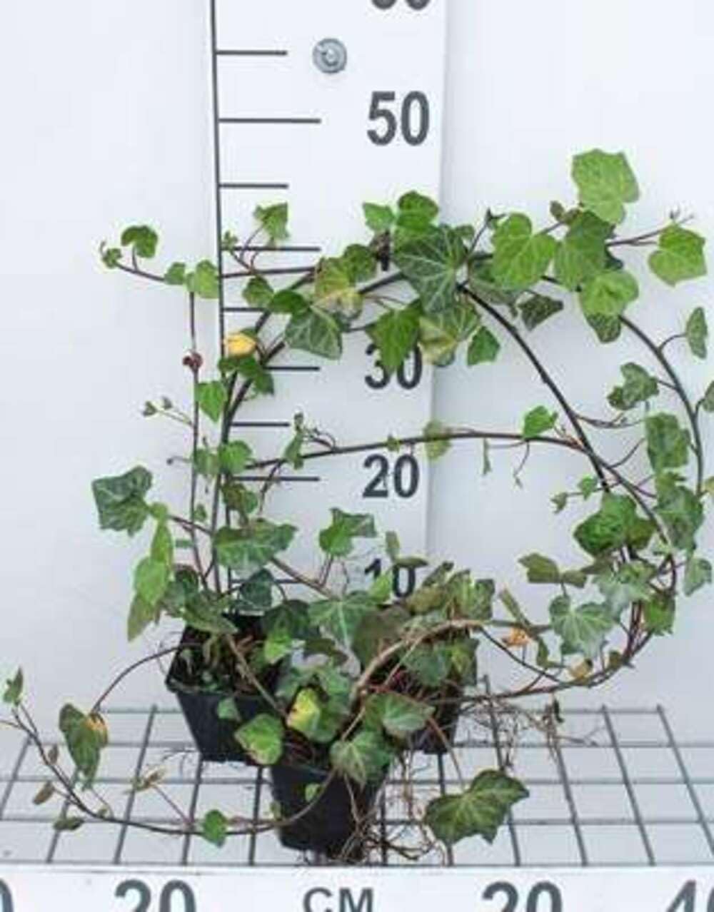 12 x Hedera helix Woerner - Bluszcz - doniczka 9x9 cm