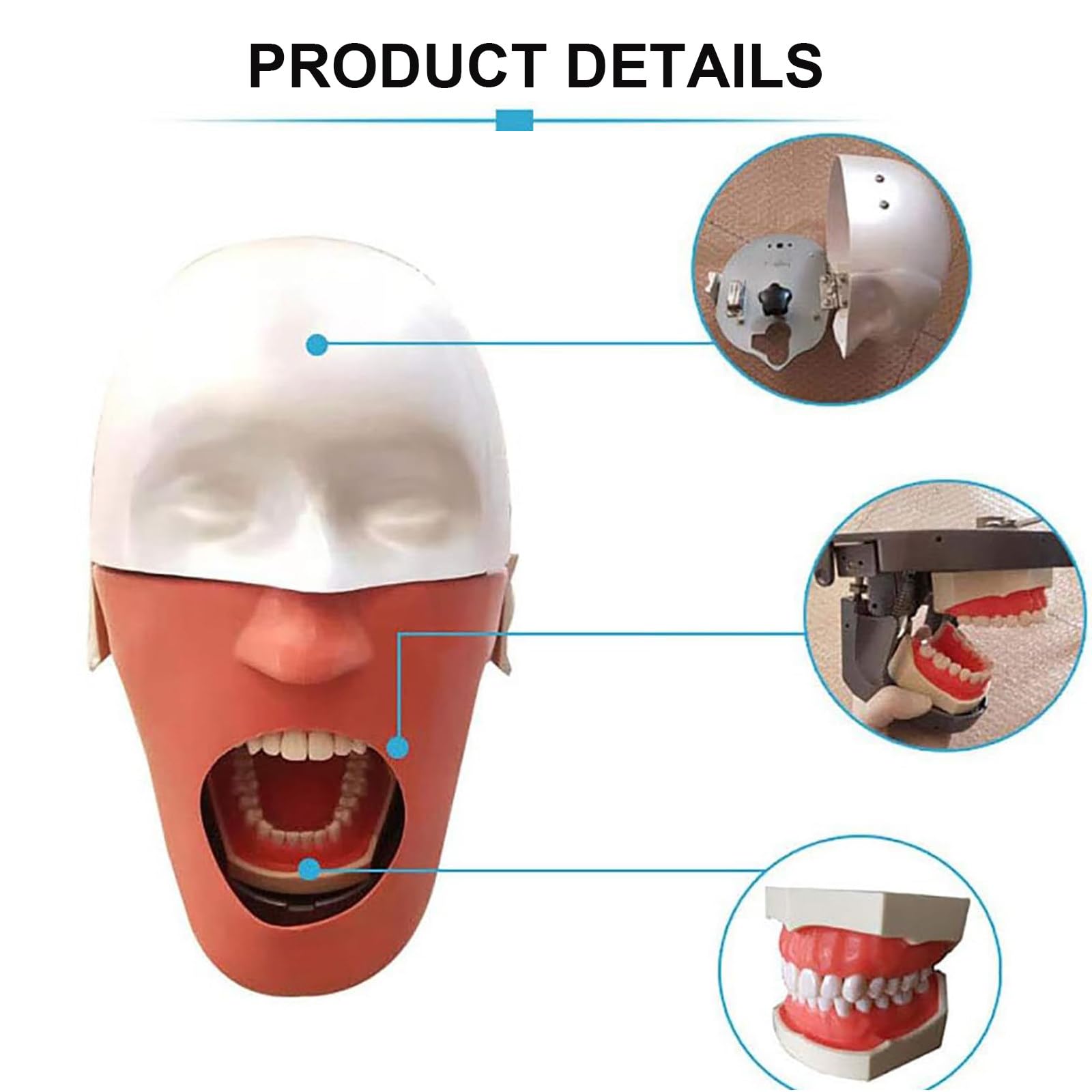 Modello Di Testa Di Phantom Dentale, Simulatore Dentale Phantom Head Training Per Dentisti Assistenti Dentali Pratica Dentista Insegnamento Modello Di Pratica, Con Montaggio Su Banco,Sicuro E Inodore