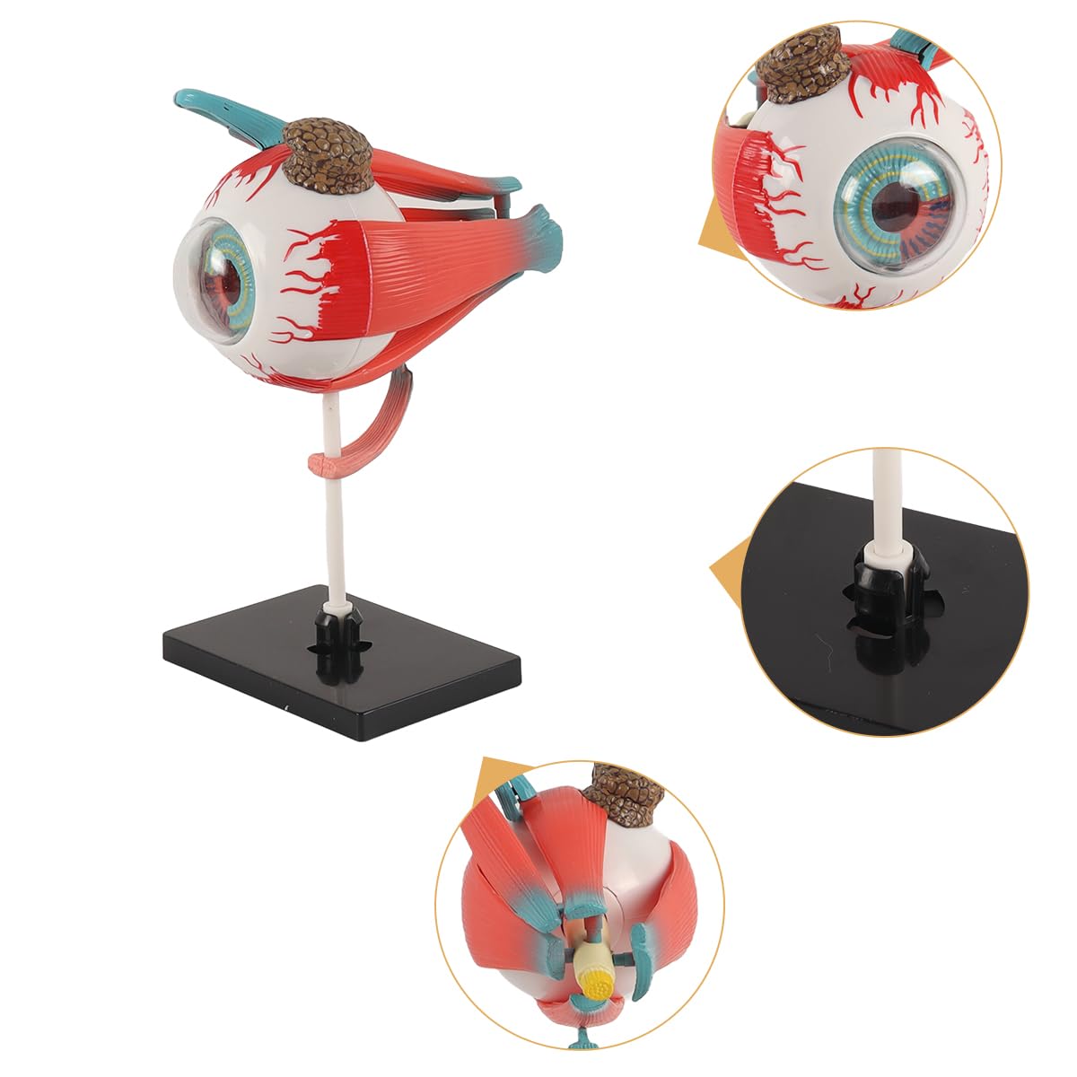 Modelo anatómico del Ojo Humano, Modelo del Globo Ocular de la exhibición de la educación del Ojo Humano para la educación con 16 Piezas Desmontables
