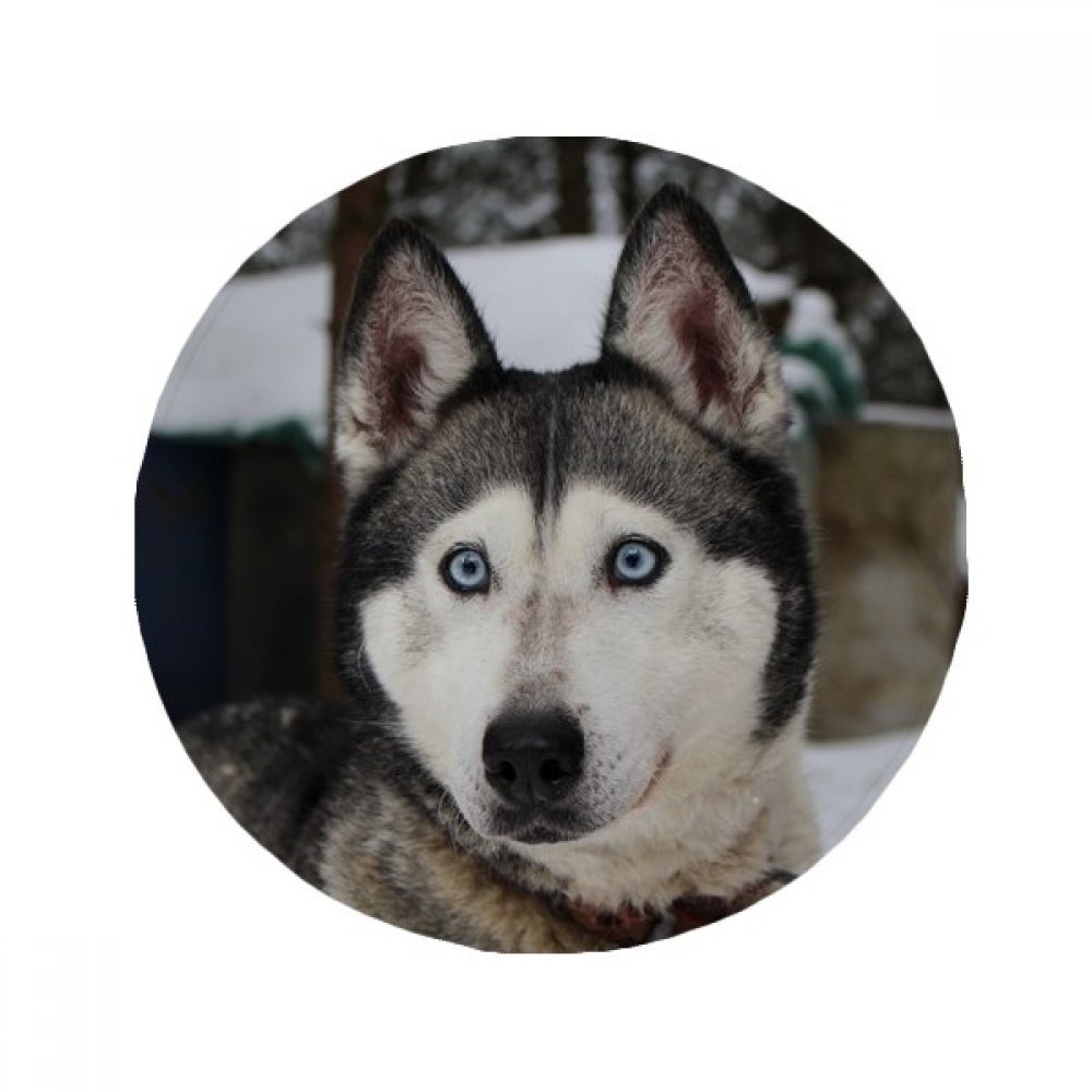 Tapis de chien Husky en cadeau original pour passionnés d'animaux