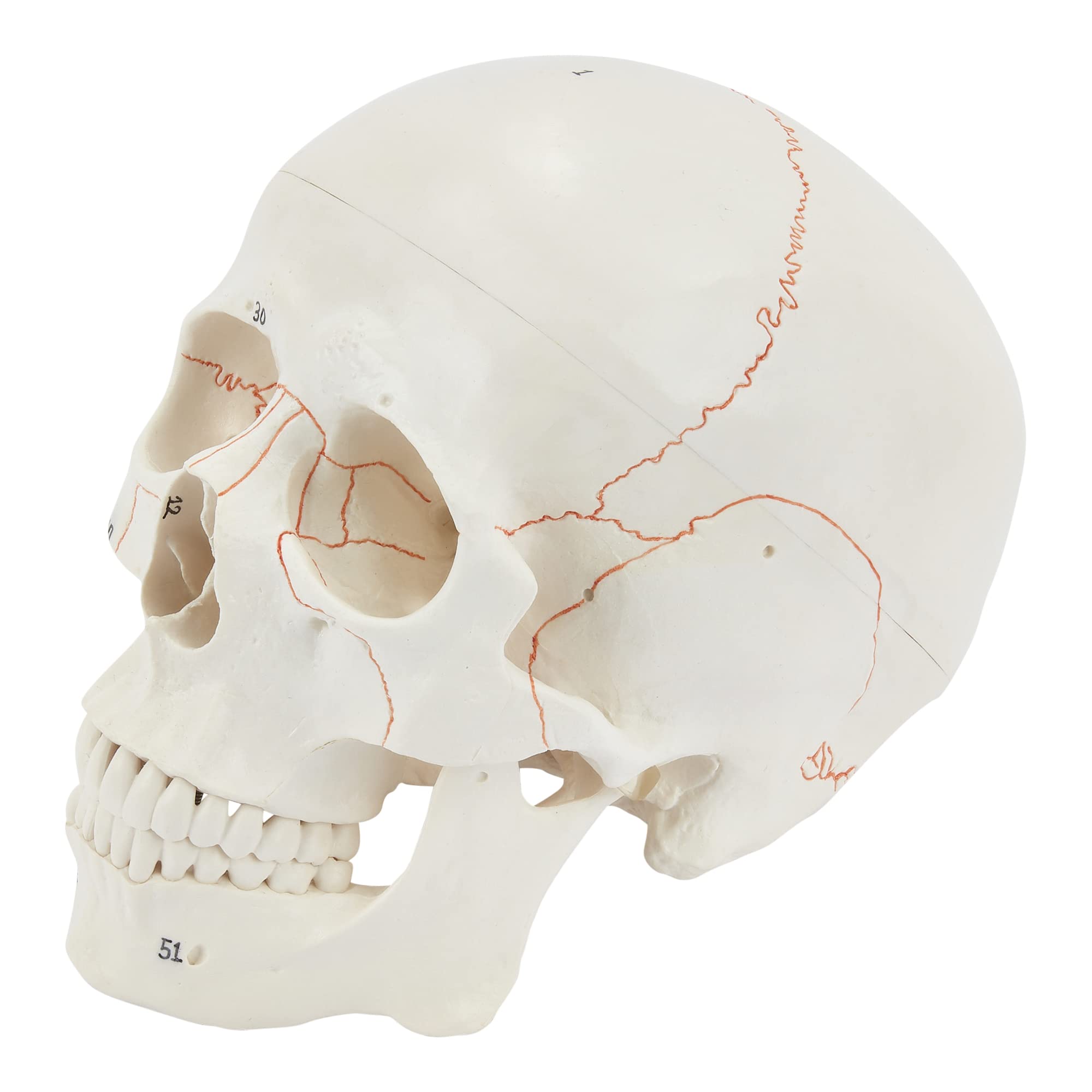 Calavera humana, anatómico, 3 partes, calavera médica, calavera de tamaño real para adultos,Modelo educativo y de enseñanza médica,Regalo perfecto para estudiantes médicos