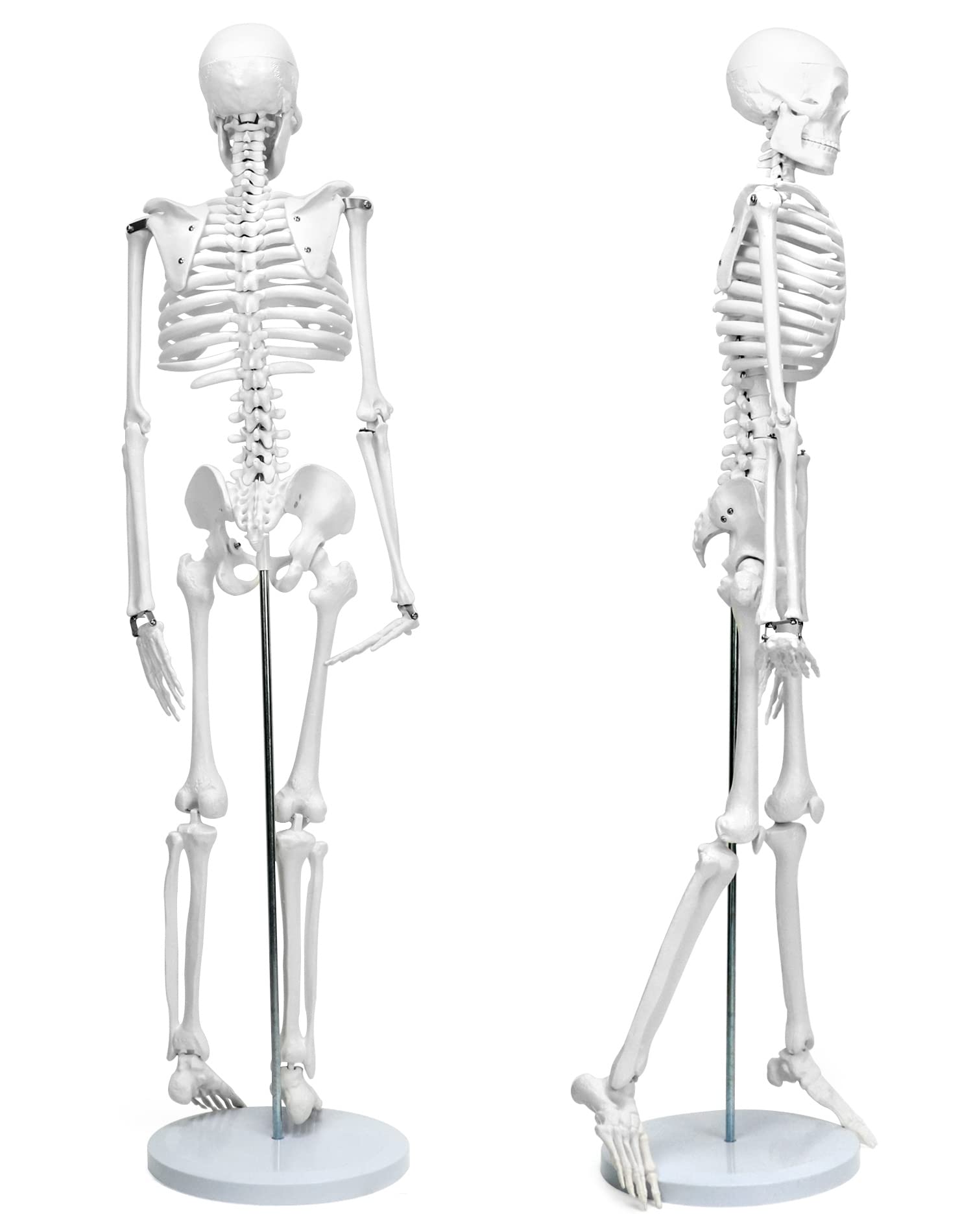 QWORK® Modello Anatomico Scheletro Umano, 85 cm, Flessibile, Per Strumento di Visualizzazione dell'Insegnamento
