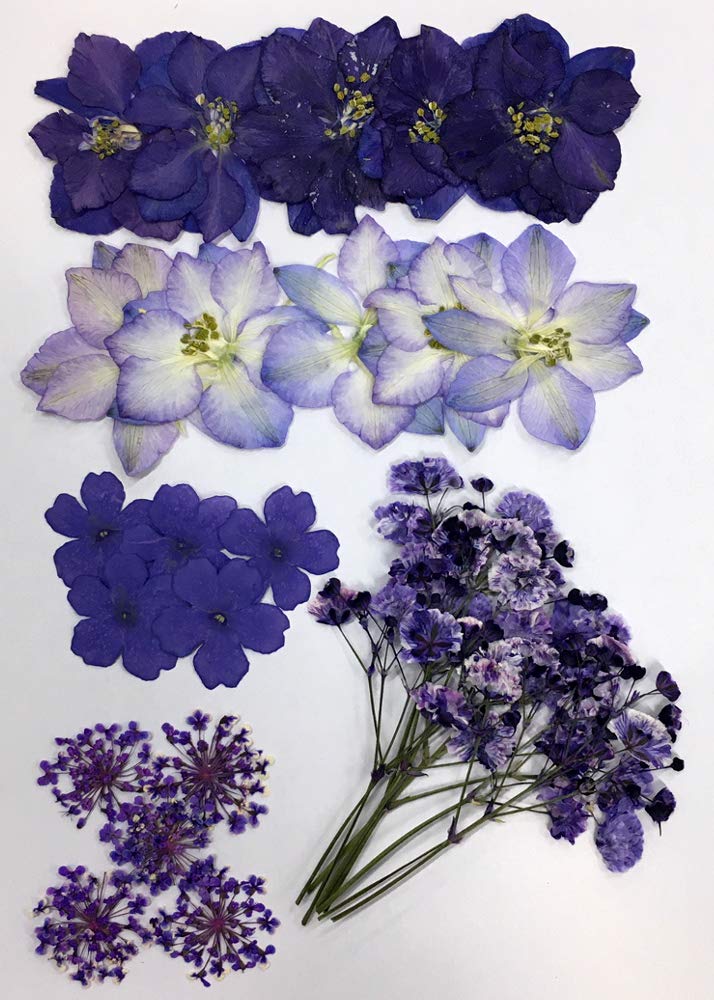 Amazon | 押し花セット カラーMix 押し花 ドライフラワー (パープル Amazon | 押し花セット カラーMix 押し花 ドライフラワー (パープル