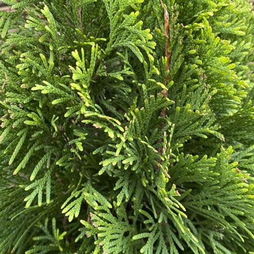 Thuja Occidentalis Conífera Perenne Natural y Resistente para Jardines