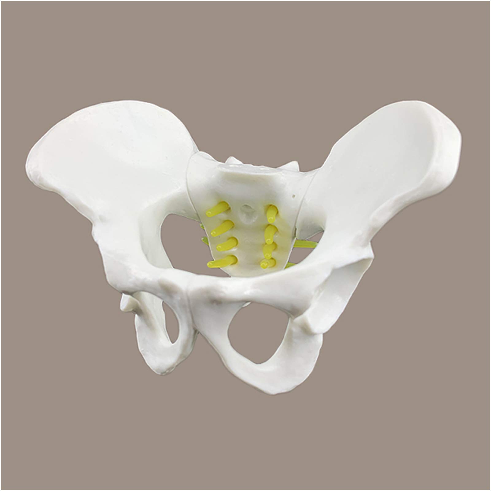 sjdoPulse Pelvic Model - Female Pelvic Skeleton Anatomical Demonstration Model Medical Anatomical Pelvic Model for Study Display Teaching (A)