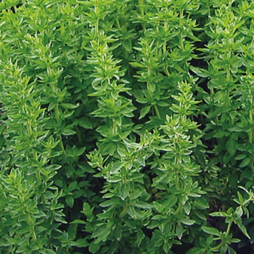 Herb Seeds - Oregano Greek - 5000 Seeds by Wafer