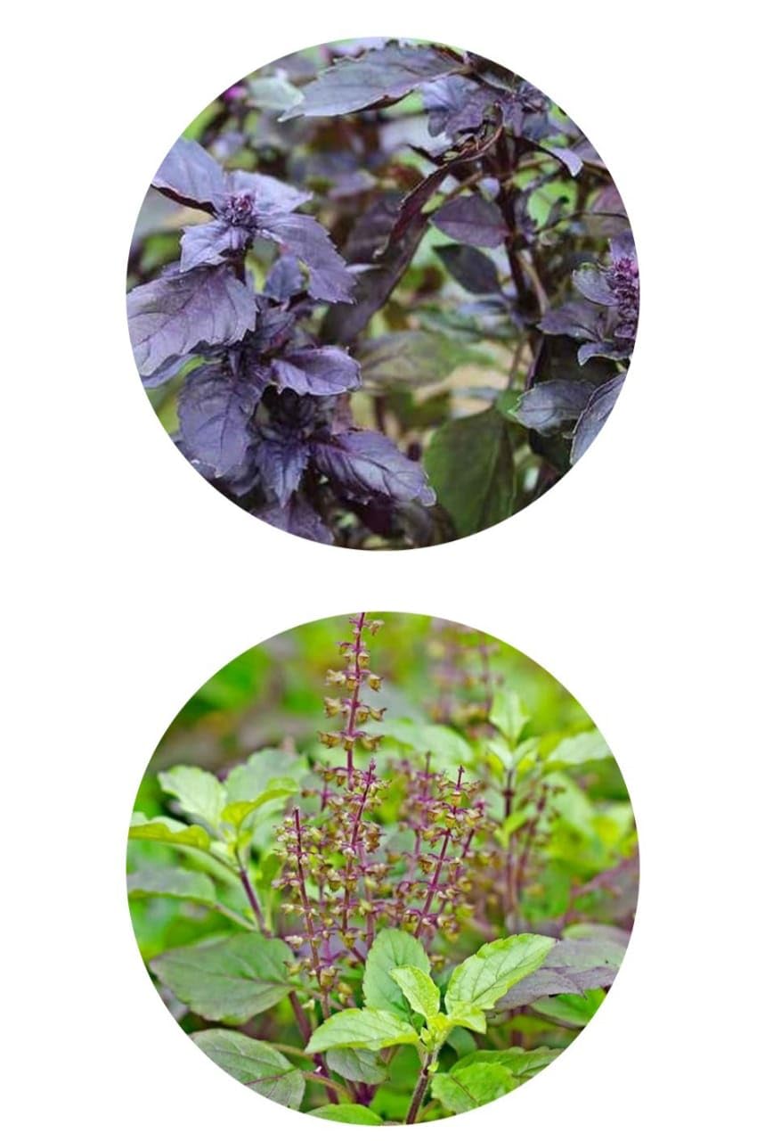 See full amazon price history chart for Set of 2 Live Herbal Real Ayurvedic Rama Tulsi Krishna Tulsi Plant Holy Basil Ocimum Tenuiflorum Sacred Herb Tulasi Medicinal Culinary Green With Pot Set of 2 Live Herbal Real Ayurvedic Rama Tulsi Krishna Tulsi Plant Holy Basil Ocimum Tenuiflorum Sacred Herb Tulasi Medicinal Culinary Green With Pot (B0D9DRVL8Y) Amazon Price History, Amazon Price Tracker