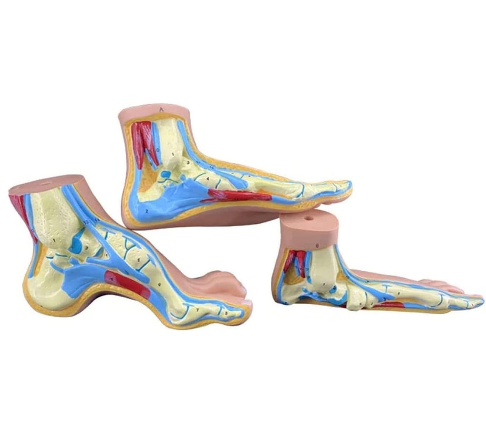 Model anatomii ludzkiej stopy, 1:1 naturalnej wielkości płaska stopa łukowa anatomia model mięśni do nauki medycyny nauki klasy materiały dydaktyczne
