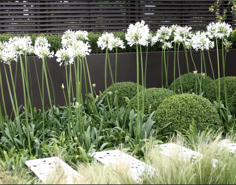 3 x Agapanthus White 'Albiflora' Bare Root seedlings