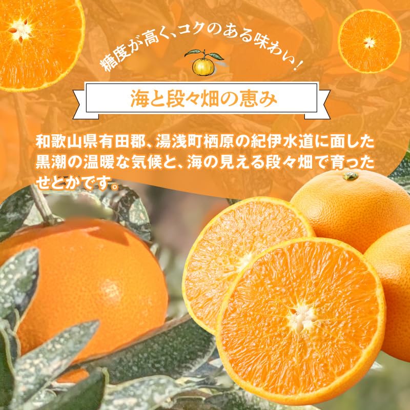 Amazon.co.jp: 【2027年先行予約】秀品 せとか 和歌山 有田 化粧箱 M
