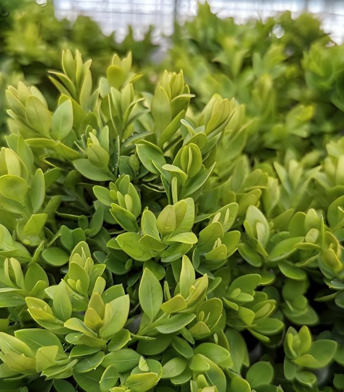 Green Promise Farms Buxus microphylla Japonica Green Velvet Boxwood #2 Container