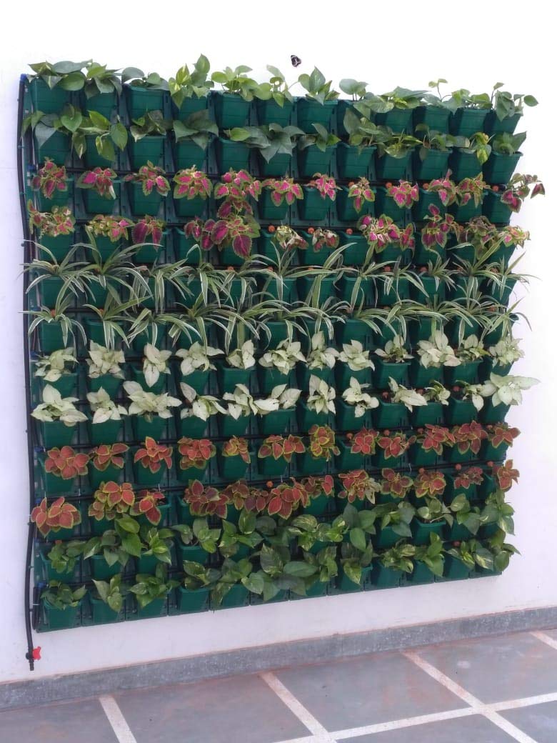 AGRO ART Vertical Green Wall (Live Plants) Per Sq. ft. : Amazon.in