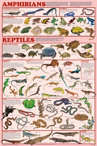Feenixx Publishing Amphibians & Reptiles Poster