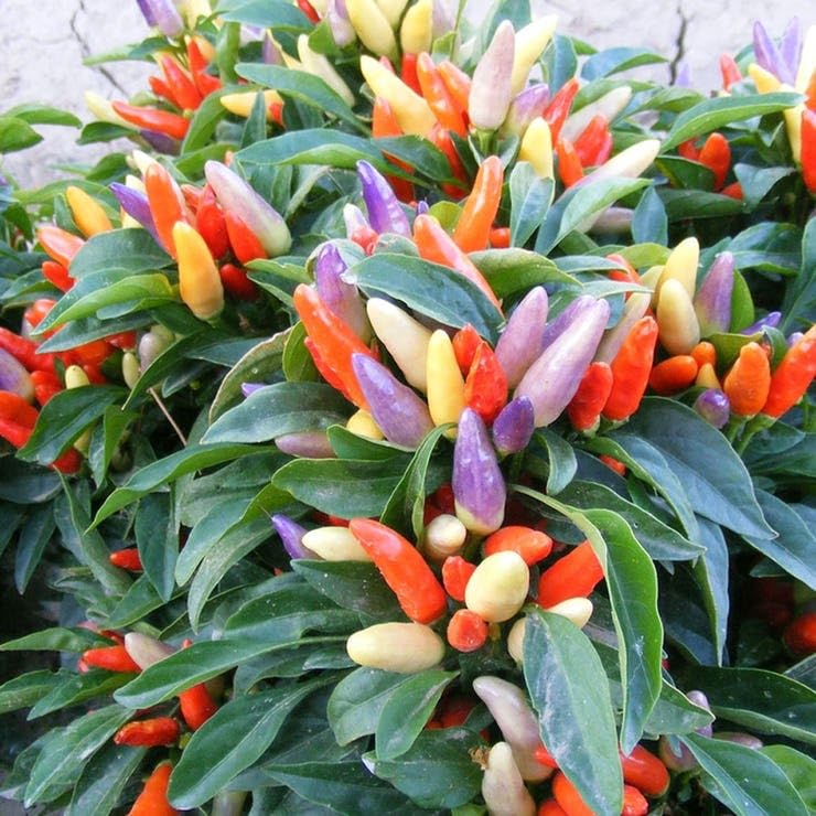 Park Seed NuMex Easter Ornamental Pepper Seeds