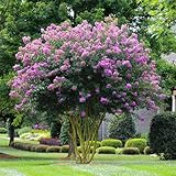 Large Muskogee Crape Myrtle, 3-4ft Tall When Shipped, Matures 22-25ft, 1 Tree, Beautiful Blue Lavender (Shipped Well Rooted in Pots with Soil) (1)