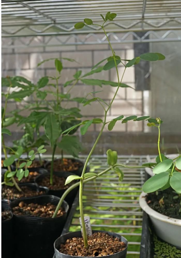 Amazon.co.jp: な塊根植物 Delonix pumila-デロニクスプミラ 実生株 苗