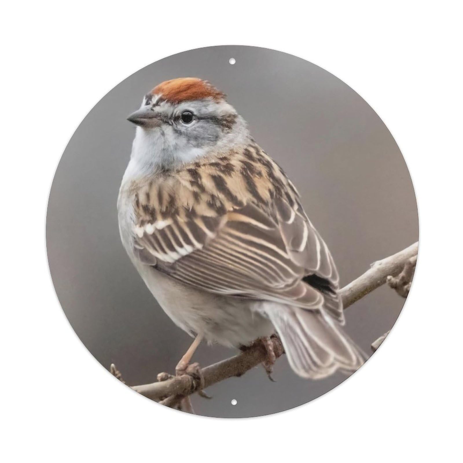 Animal Birds Brown-spotted Sparrow Vintage Metal Tin Sign Plaque Wall Decor for Cafe, Club Bar, Office, Garden Metal Poster 8x8Inch
