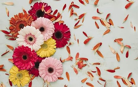 Amazon Co Jp ガーベラ ピンク 赤 黄色 白い花 花びら アート印刷 キャンバスポスター 家の壁の装飾ポスター 50x33cm ホーム キッチン Amazon Co Jp ガーベラ ピンク 赤 黄色 白い花 花びら アート印刷 キャンバスポスター 家の壁の装飾ポスター 50x33cm ホーム キッチン