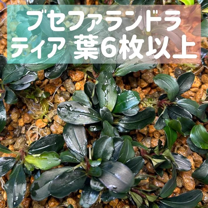 Amazon.co.jp: ブセファランドラティアBucephalandra sp. Theia 1株