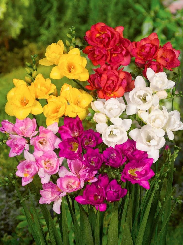 50 Freesia Double Mixed Bulbs Spring Flowering Garden BulbsFlowering