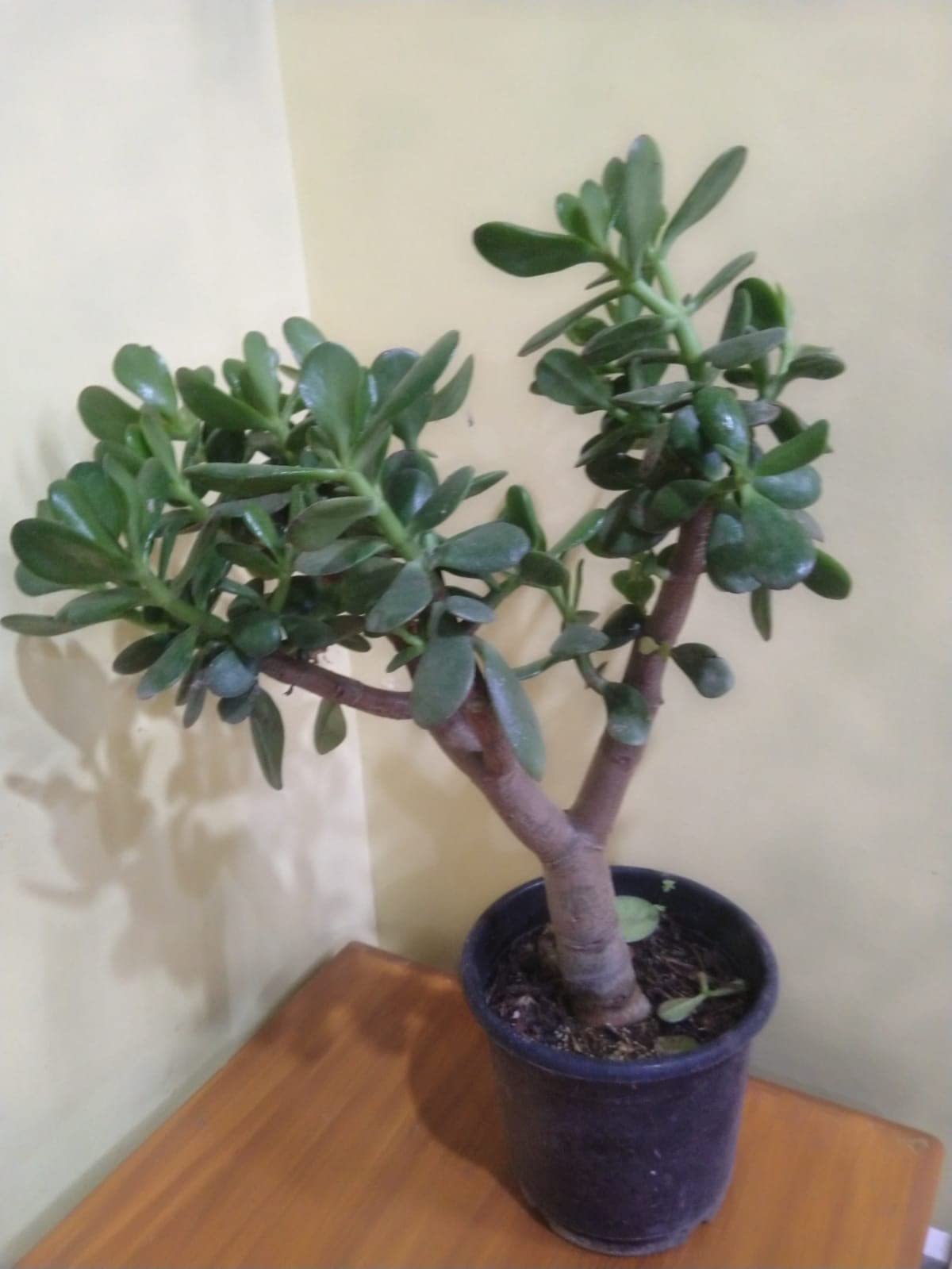 Oxygrow Bazar Live Mature Jade Tree/Crassula Ovata Plant/Goodluck Bonsai Tree/Dwarf Jade Tree/Indoor/Bonsai Succulent House Plant (B0BBR83MMY) Amazon Price History, Amazon Price Tracker