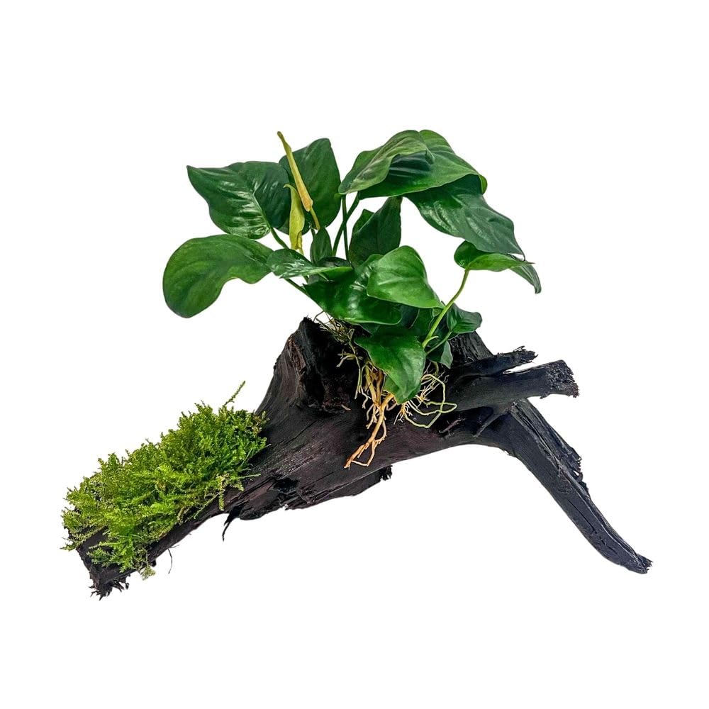 AquaOne Anubias barteri et mousse d'aquarium, sur racine de mangrove, décoration naturelle d'aquarium, facile d'entretien, idéale pour les crevettes, les silures et l'aquascaping