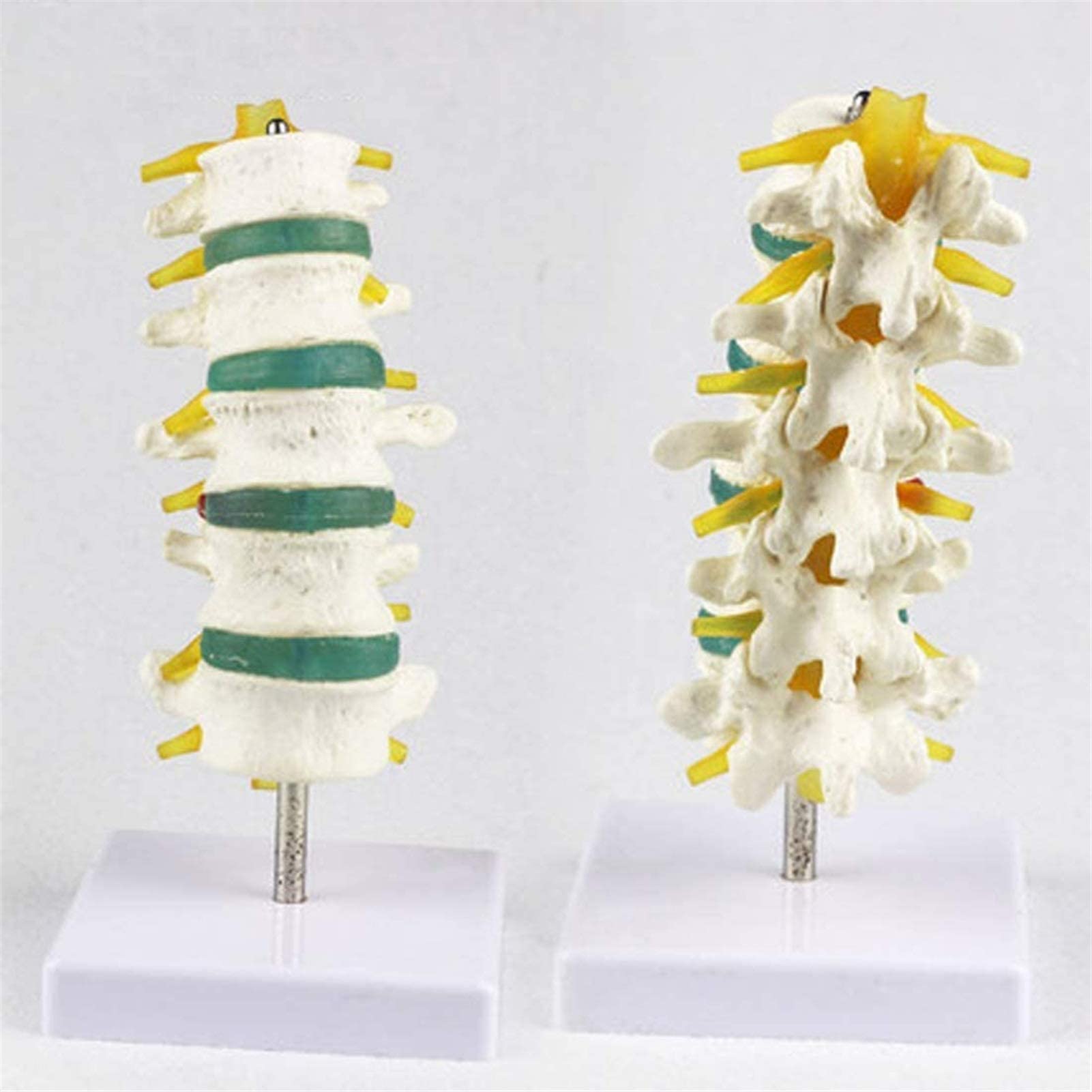 Buy Anatomy Model, Educational Model Human Spine Model,Lumbar Spinal Column MINI Lumbar