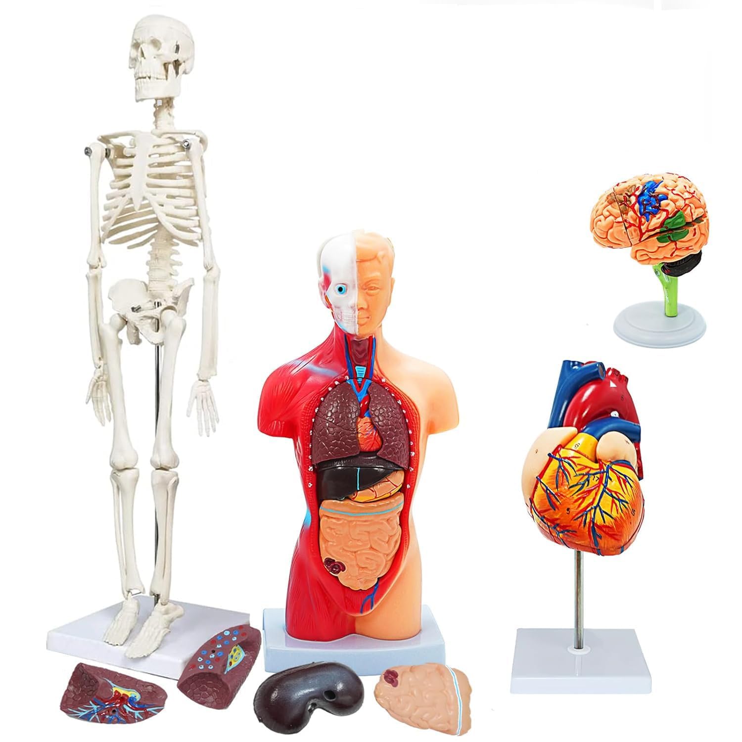 Modello anatomico, Kit da 4 Pezzi con Cuore, Cervello, Torso e Scheletro Rimovibili for Studenti di Medicina dimostrazioni educative | []